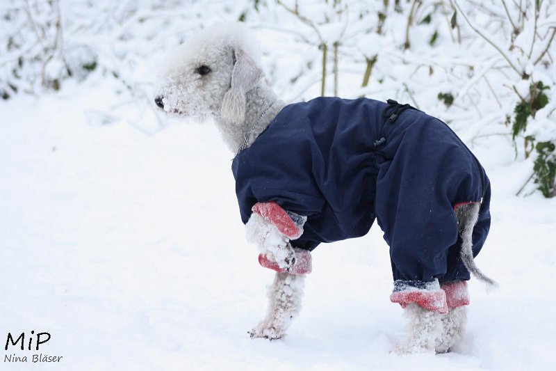 2010-12-19 Airis Blue Volshebny Svet (2).jpg